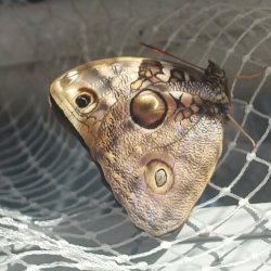 Mobilita ERASMUS + BRNO 2026